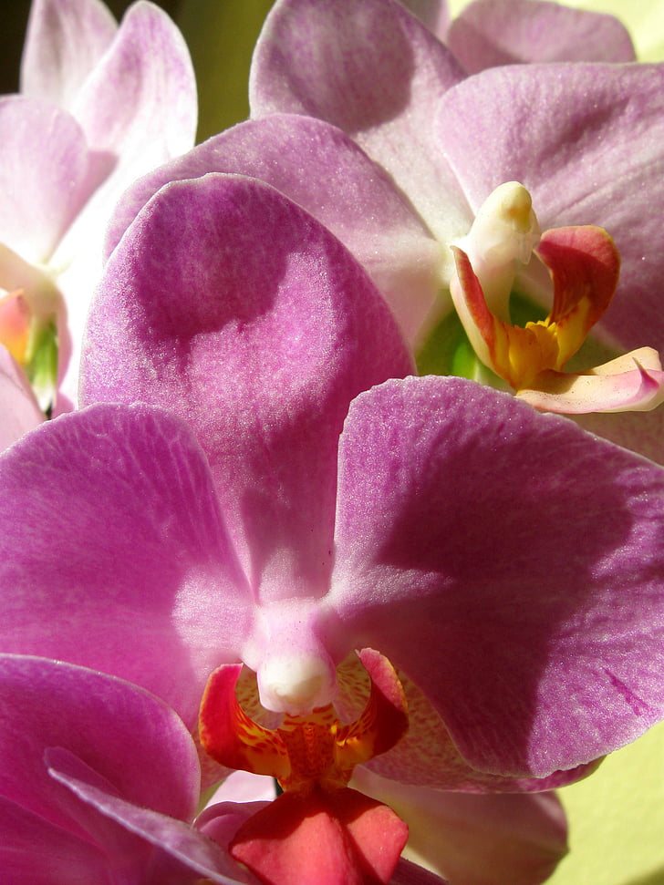 Orquídea, rosa, Closeup, floración, Boost