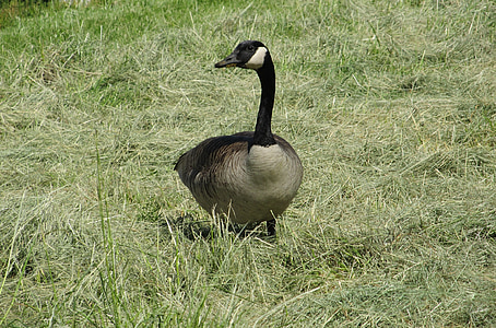 goose, canadian, bird, waterfowl, land, outdoors, nature