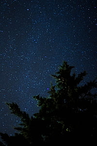 Star, estrellano cer, noapte, copac, cer, peisaj, cerul de noapte