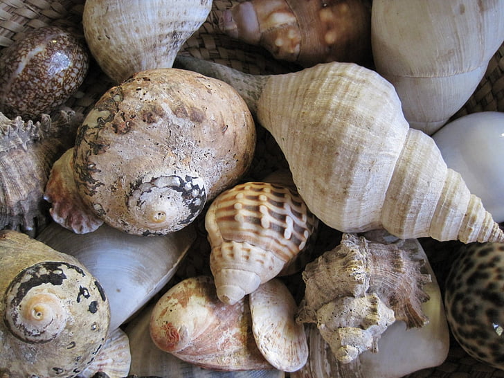 shells, sea, assorted, collection, white, earthy colours