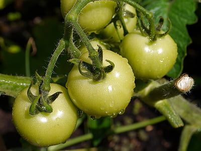 cà chua, thực vật, thực phẩm, tươi, khỏe mạnh, hữu cơ, màu đỏ