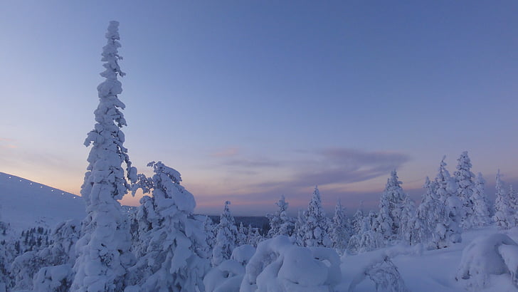 Finland, vinter, sne, sneklædte, polarcirklen, Lapland