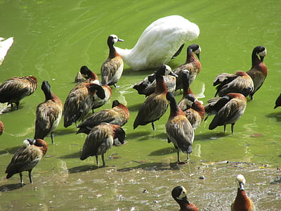 bird, lake, tropical birds, mallards, swan, water, zoo