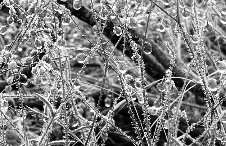 naturaleza, planta, Morgentau, blanco y negro, Frost
