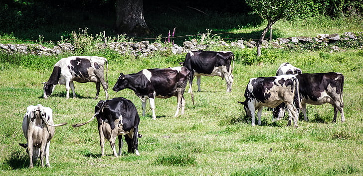 Kühe, Kuh, Tiere, Natur, Fauna