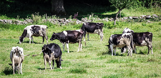 mucche, mucca, animali, natura, fauna