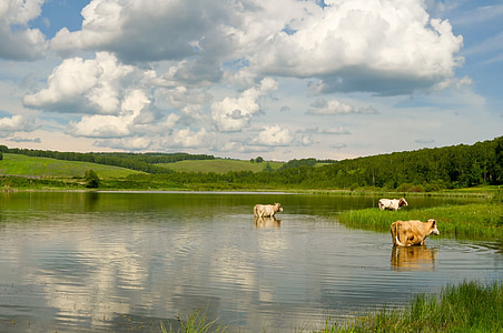 krava, jezero, krajine, narave, vode, plavanje, nebo