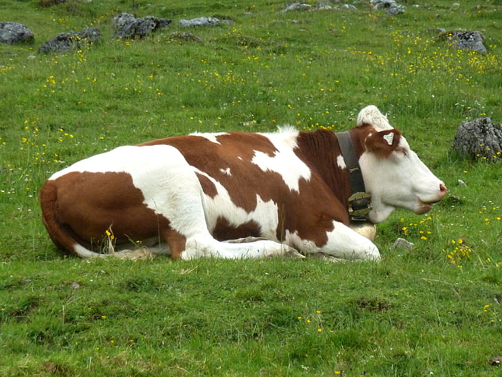 descanso, vaca, animal, cadena alimentaria, mamíferos, Prado, campo