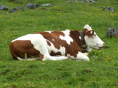 odihnindu-se, vacă, animale, lanţul alimentar, mamifer, Lunca, zona rurală