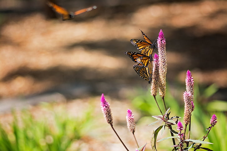 Monarch, sommerfugl, vinger, blomst, insekt