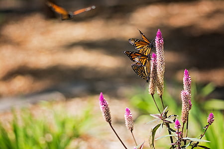 Monarch, motýl, křídla, květ, hmyz