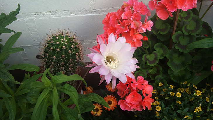 kwiat kaktusa, roślina, Natura, piękne