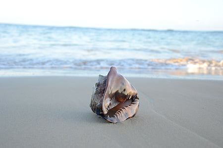 a Seashell Beach, homok, Beach, Shell, nyári, tenger, kagyló