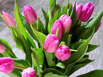 flower, tulips, blossom, bloom, bouquet, birthday, congratulate