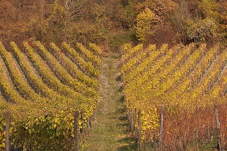 vingård, efterår, vindyrkning, natur, landskab, vinstokke, vin