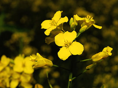 flor de estupro, amarelo, natureza, agricultura, Primavera, flores, Verão