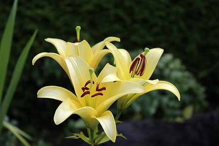 Lily, màu vàng, Hoa, Sân vườn, Thiên nhiên, tem Hoa, đóng
