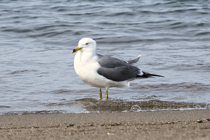 animale, mare, plajă, spuma, sea gull, Pescăruşul, păsări marine