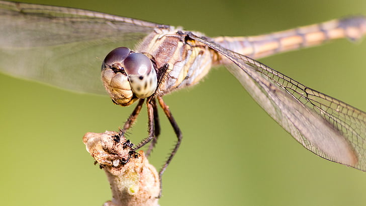 Dragonfly, narave, insektov