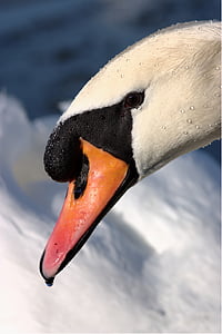Swan, angsa putih, burung air, burung, Cygnus olor, Cygnus, alam