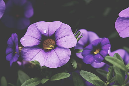 viola, fiore, Bloom, giorno, fiori, petalo, fragilità