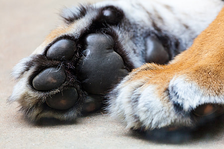 τίγρης, πόδι, ζώο, νύχι, γούνα, γάτα, άγρια φύση