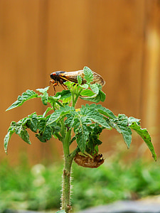 cicada, molted, tomato plant, magicicada, periodical cicada, garden, shell