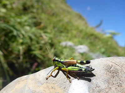 orthoptera, grasshoppers, insect, flight insect, young animal, grasshopper, macro