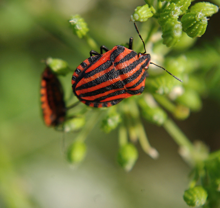 graphosoma lineatum, 昆虫, 甲虫, 甲虫, 自然, 夏季, 红色