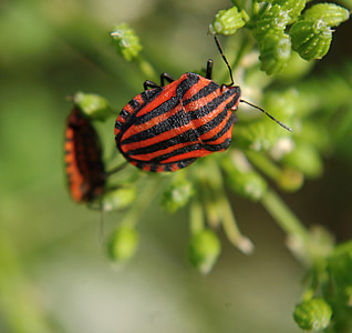 graphosoma lineatum, côn trùng, bọ cánh cứng, bọ cánh cứng, Thiên nhiên, mùa hè, màu đỏ