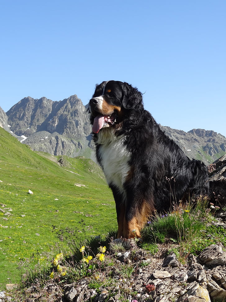 Bernský salašnícky pes, zvieracie obraz, pes, hory