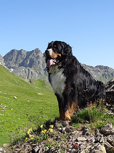 Bern fjell hunden, dyr bilde, hunden, fjell