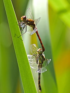 sympetrum Anhingidae, Dragonfly, insektov, narave, živali