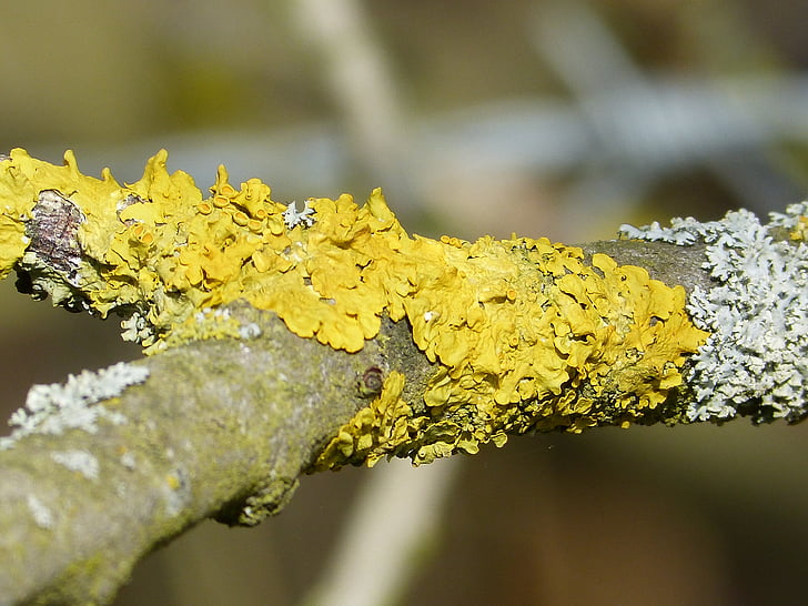 lichen, bright yellow, fouling