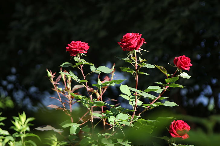 roses, red, flowers, garden, stem, stems, nature