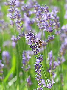 lavender, lavender flowers, bee, pollination, insect, purple, violet