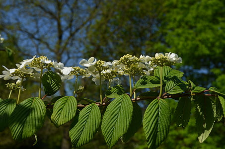 arbre de la castanya, inflorescència, flor de castanyer, natura, fulla, arbre, planta