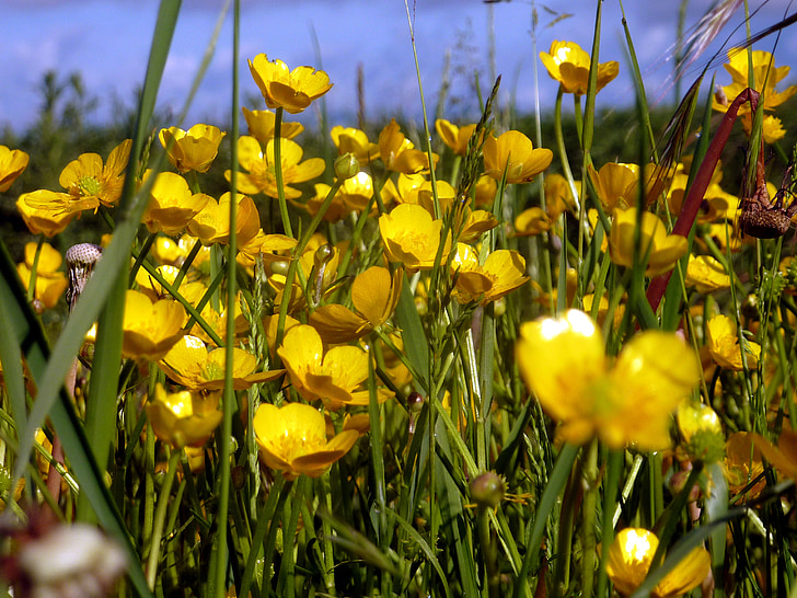 kvet, jar, Príroda, žltá, lístkov, kvitnúce, Buttercup