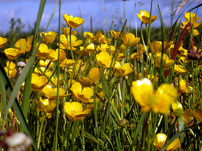 květ, jaro, Příroda, žlutá, okvětní lístky, kvetoucí, Buttercup