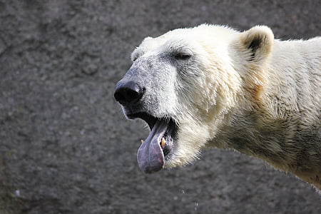 isbjörn, Björn, White bear, tungan, gäspning, Zoo