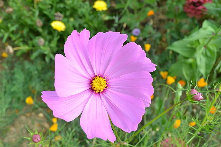 pink flower, petal pink, summer, nature, meadow, field, public garden