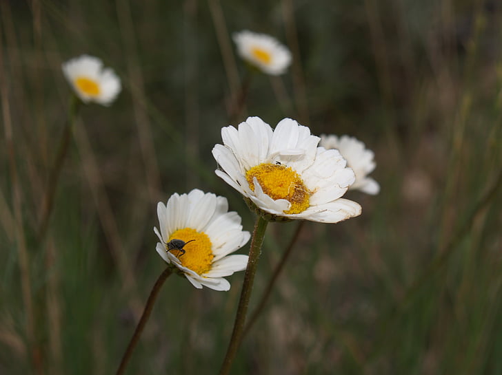 Маргарита, квіти, білий, білий і жовтий, Природа, Комаха, квітка з комах