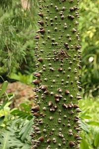 Ceiba, tribu, arbre, espines, arbre Kapok verd, registre, verd