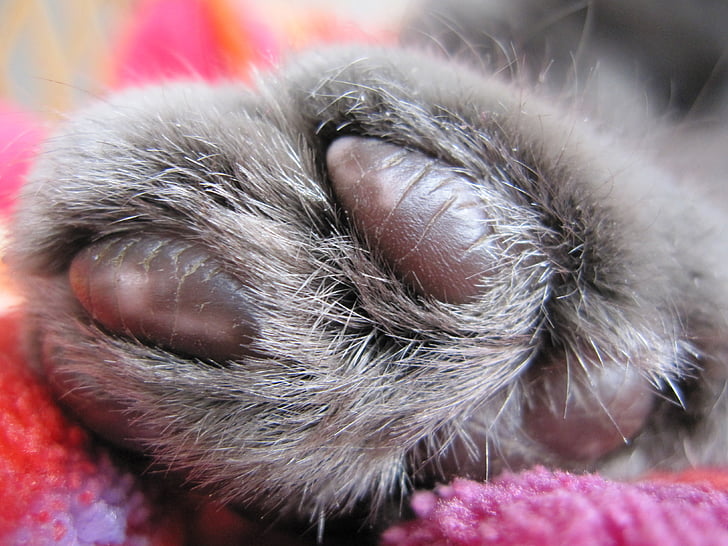 cat's paw, grey, carthusian