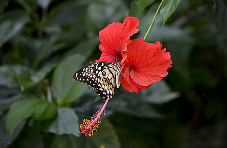 Hibiscus, blomma, röd, blommande, stigmat, pollinering, på morgonen