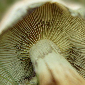 gljiva, lamelarnih, jesen, priroda, šumskih gljiva, disk gljiva