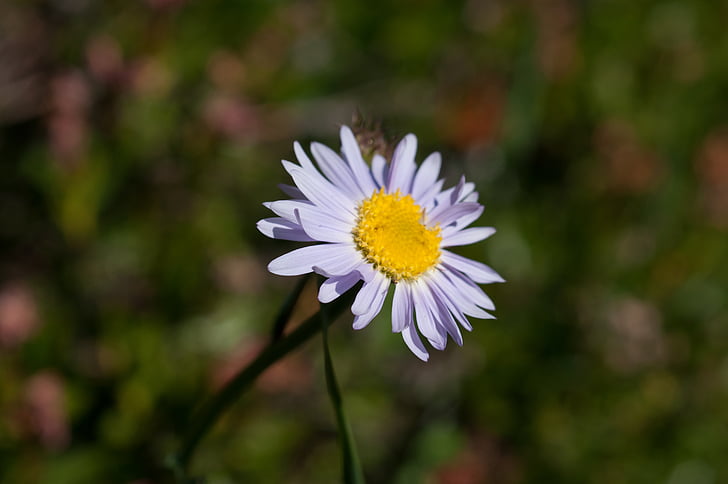 Aster, Violeta, puķe