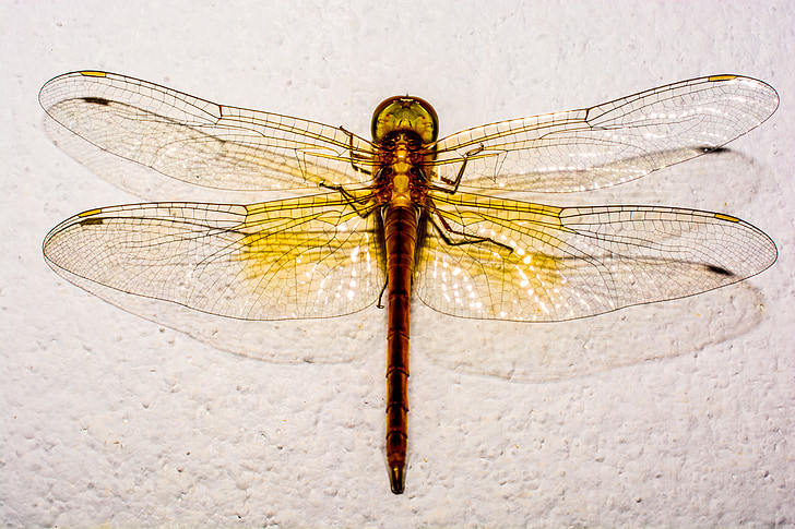 Dragonfly, insekt, dyr, Luk, Wing, chitin, natur