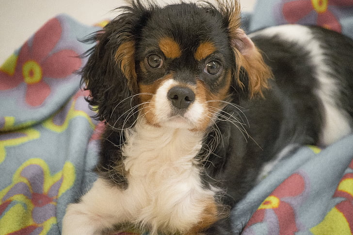 chien, cavalier king, chiot, épagneul de Charles, animal, Page d’accueil, animaux