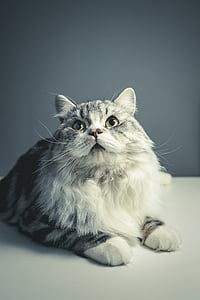 pisica, Persană-rasa, negru gri, animale de companie, pisici domestice, animale domestice, Maine coon pisici